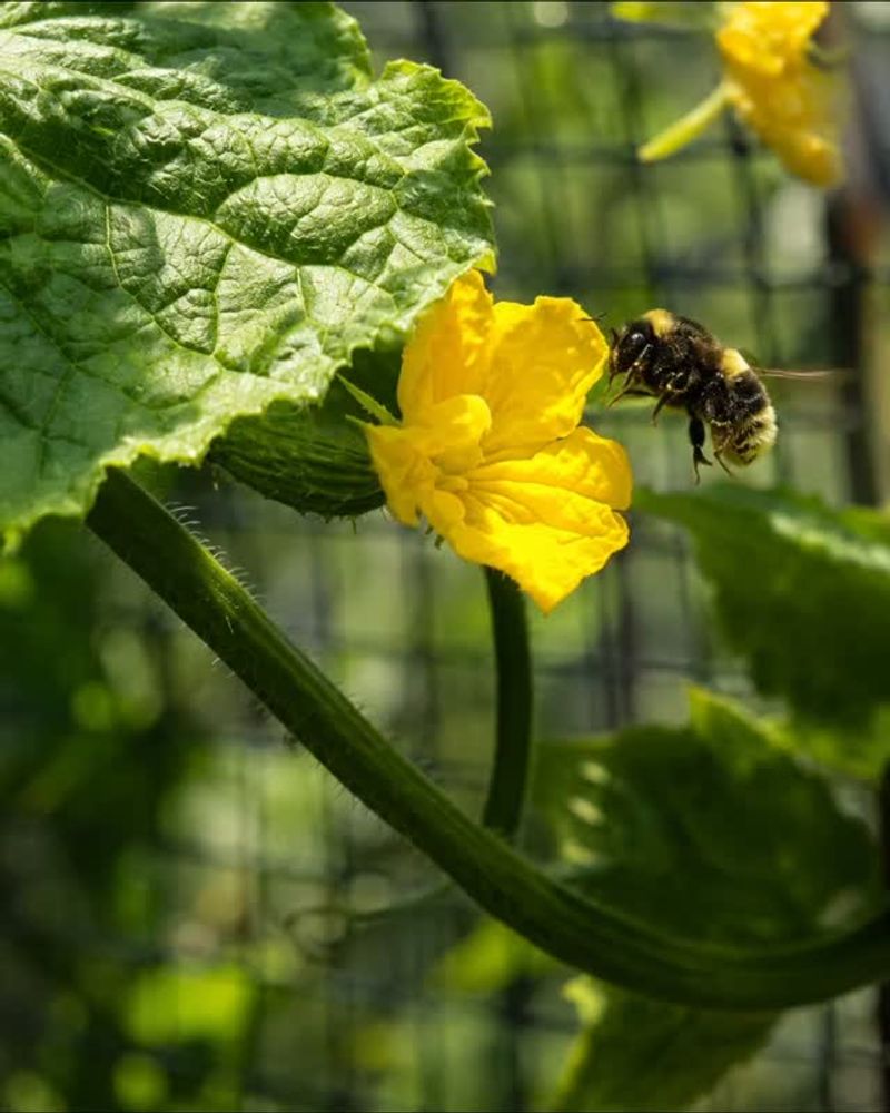 Protect Pollination While the Weather Stays Hot
