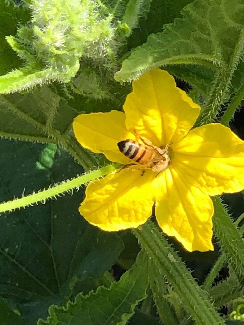 Protect Pollinators Around Blooming Vines