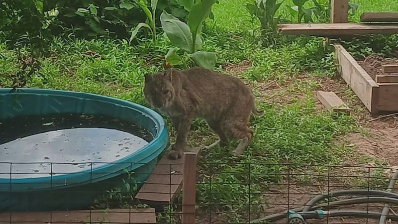 Protect Small Animals During Active Hours