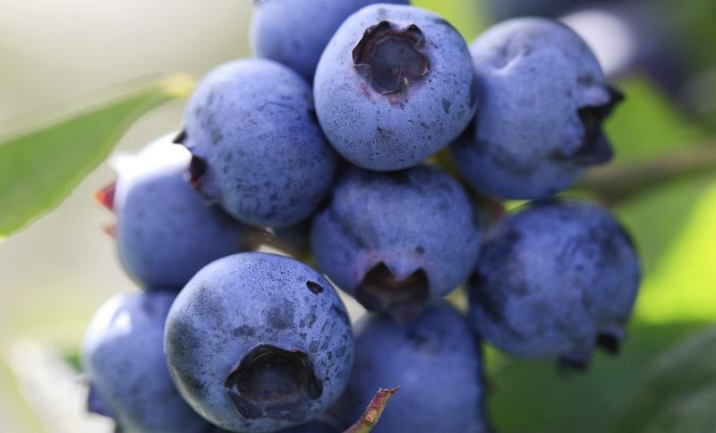 Protect a late crop without promising September Protect a late crop without promising September