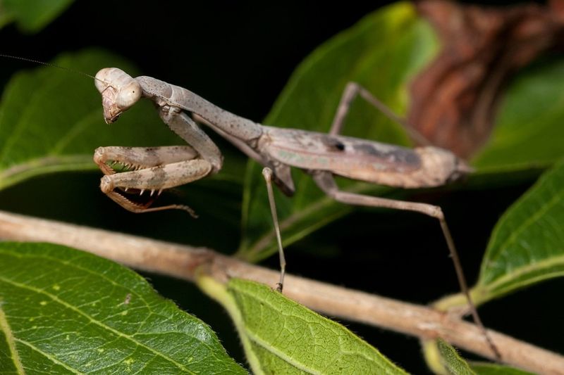 Protect a mantis with simple, low-risk choices
