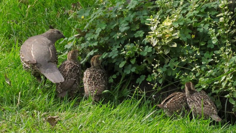 Protect a nest by leaving it in place