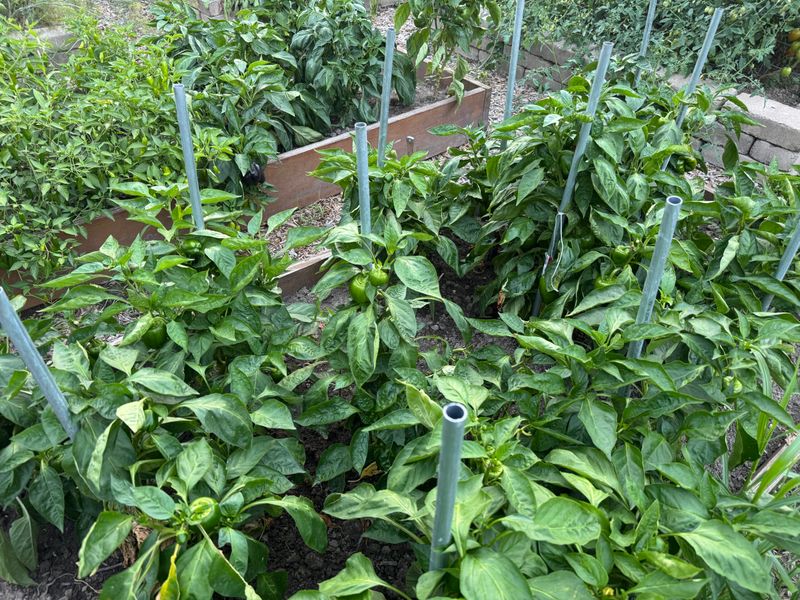 Protect and rebuild the canopy instead of cutting it back