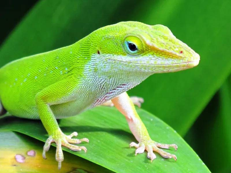 Protect anole habitat from unnecessary chemical pressure Protect anole habitat from unnecessary chemical pressure