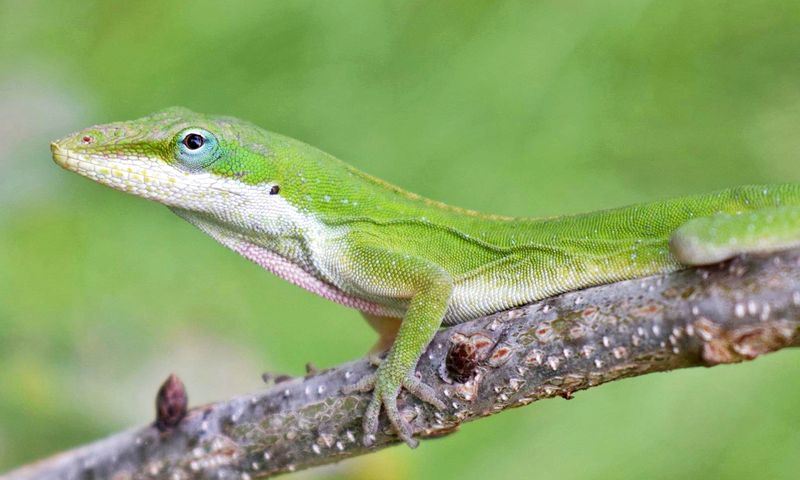 Protect anoles and other non-target wildlife