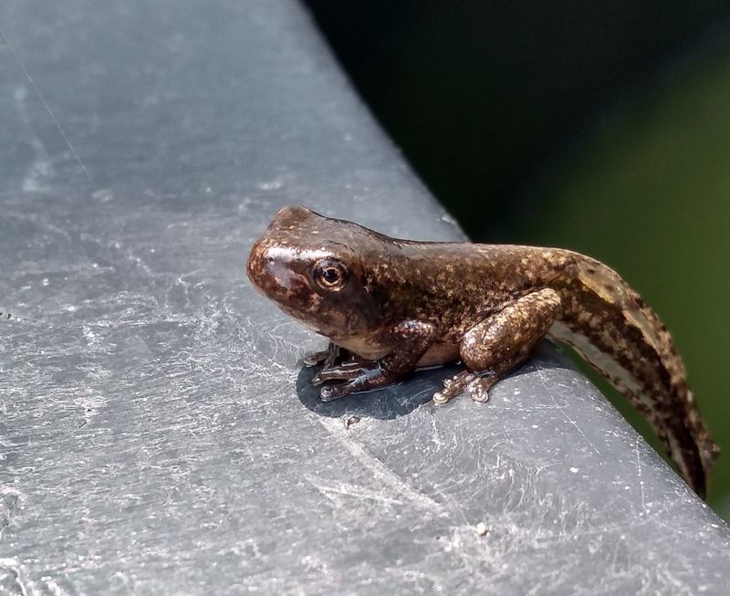 Protect anoles while addressing real pest problems Protect anoles while addressing real pest problems