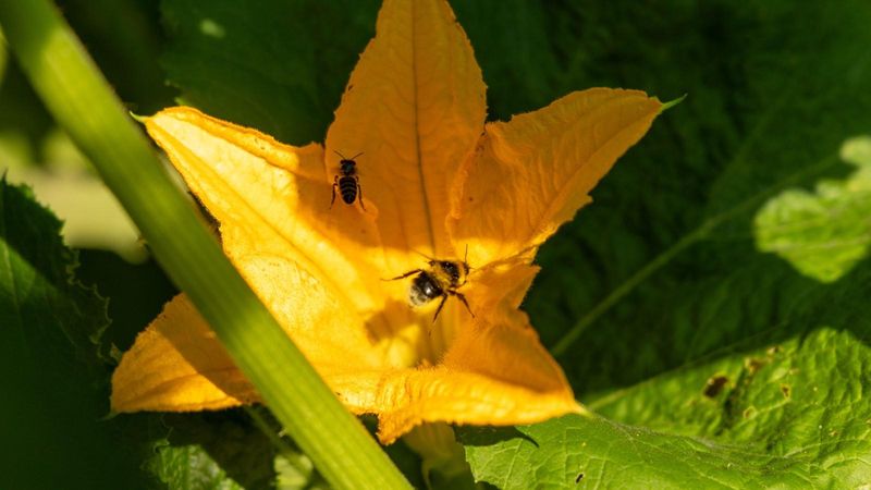 Protect bees instead of spraying the flowers
