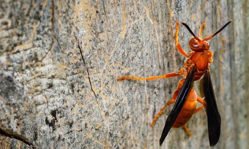 Protect beneficial wasps while managing genuine hazards