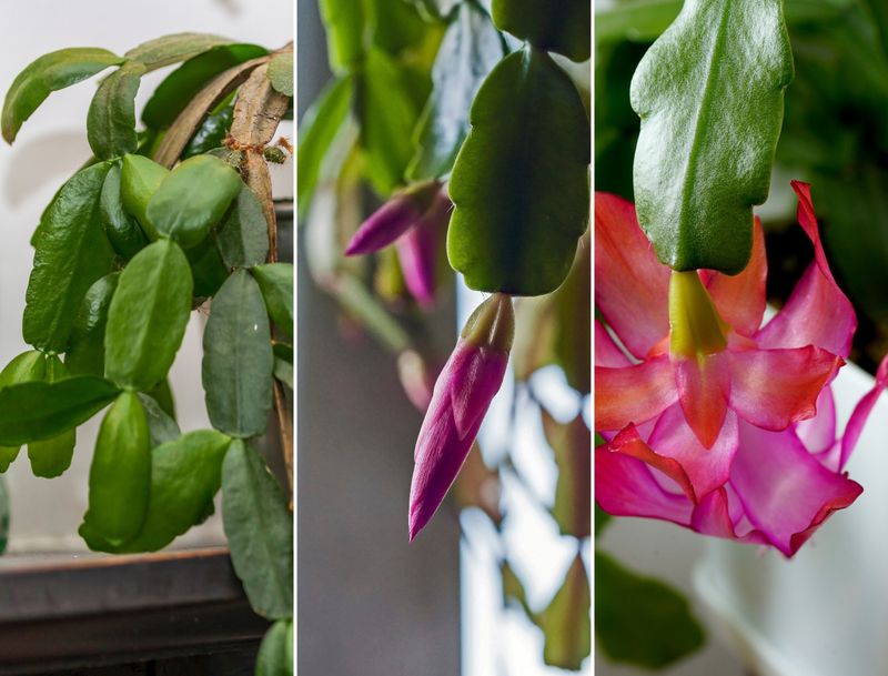 Protect buds with steady light, temperature, and placement Protect buds with steady light, temperature, and placement