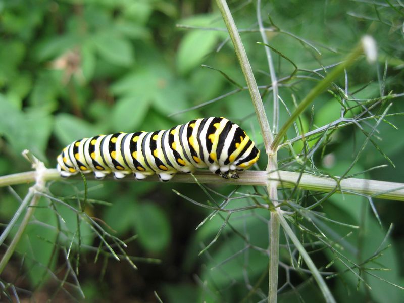 Protect caterpillars and adults from pesticide exposure
