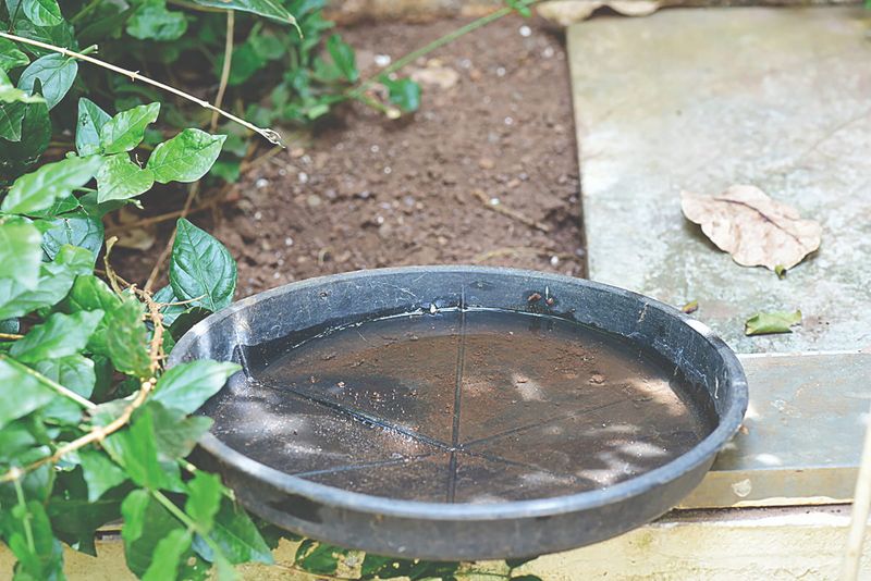 Protect dragonflies while removing household breeding spots