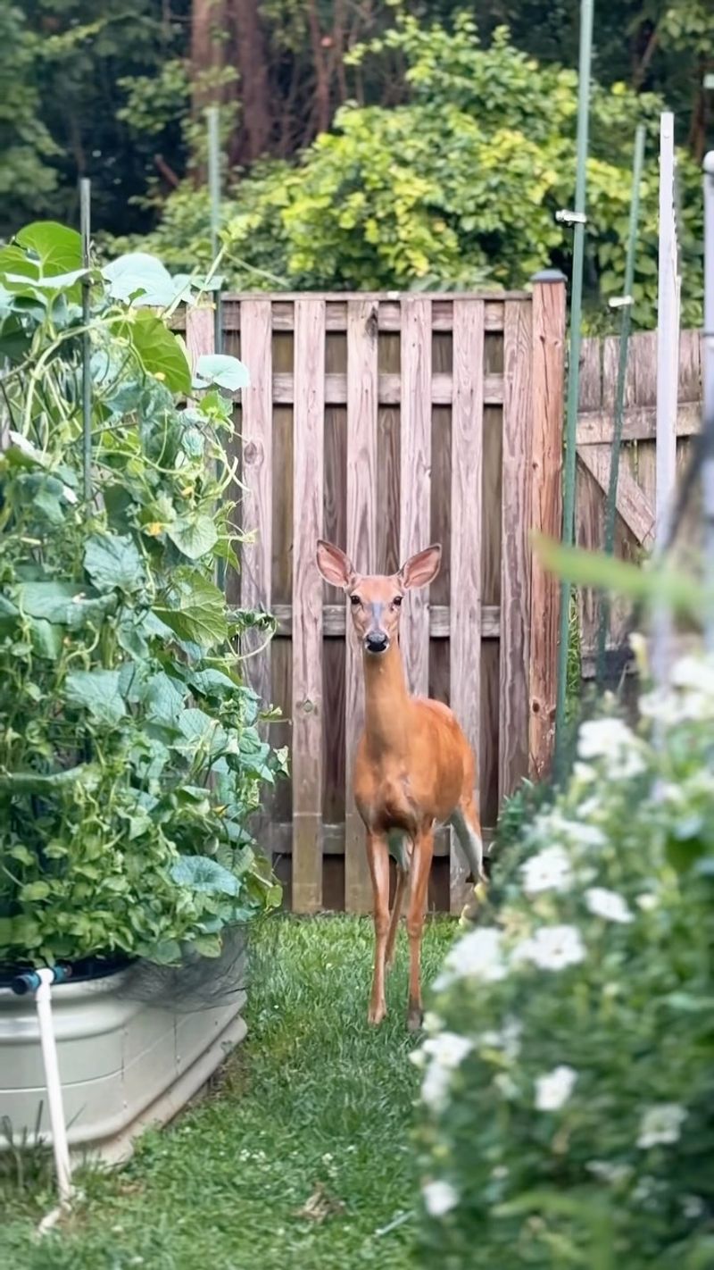 Protect family activity areas without blaming the deer Protect family activity areas without blaming the deer