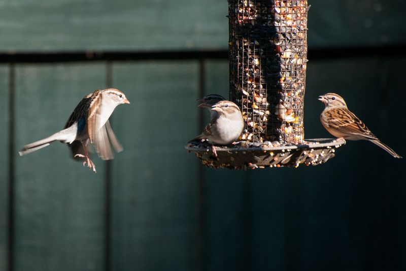 Protect feeder birds by changing concentration, not chasing the hawk