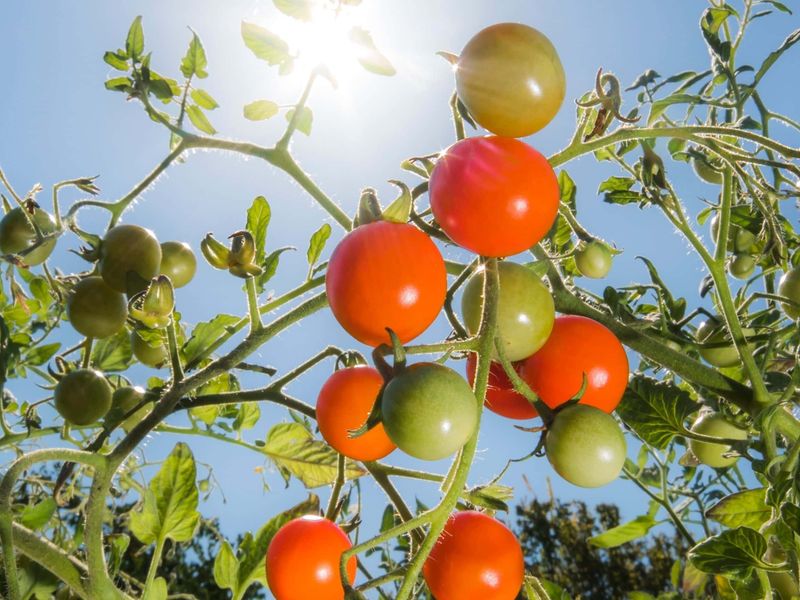 Protect flowers and fruit during the heat wave Protect flowers and fruit during the heat wave