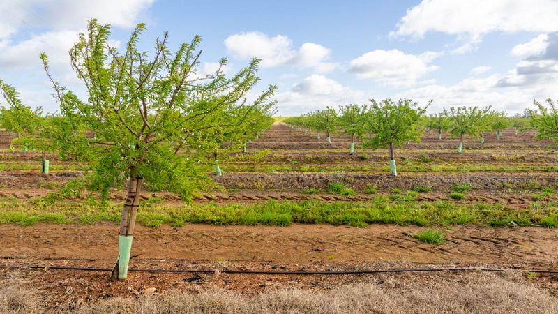 Protect flowers and young fruit from water stress