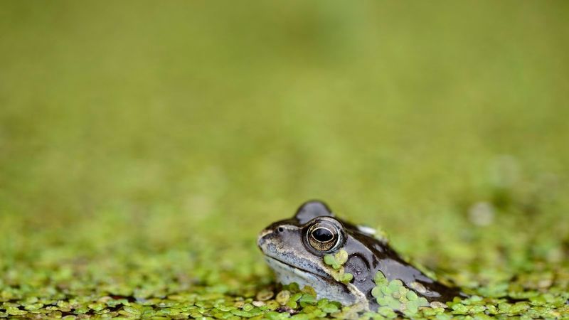 Protect frogs from pesticides and prevent mosquito habitat Protect frogs from pesticides and prevent mosquito habitat
