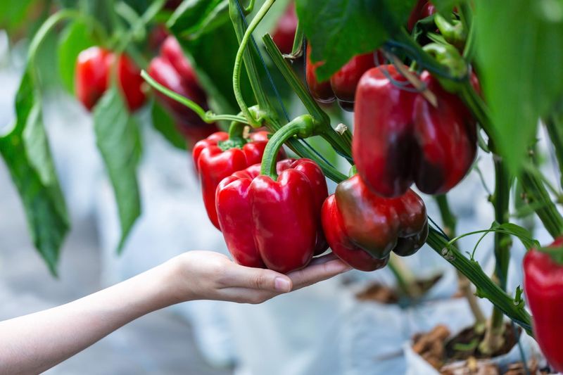 Protect fruit while the weather stays hot
