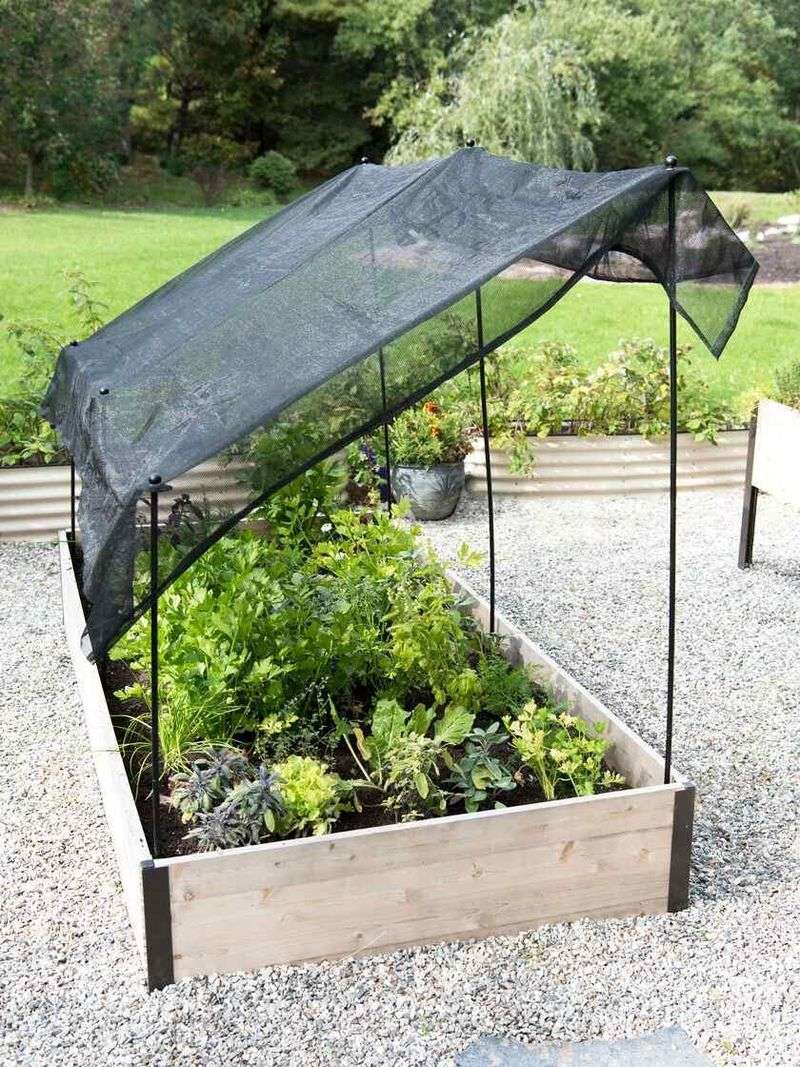 Protect future flowers with even moisture and afternoon shade