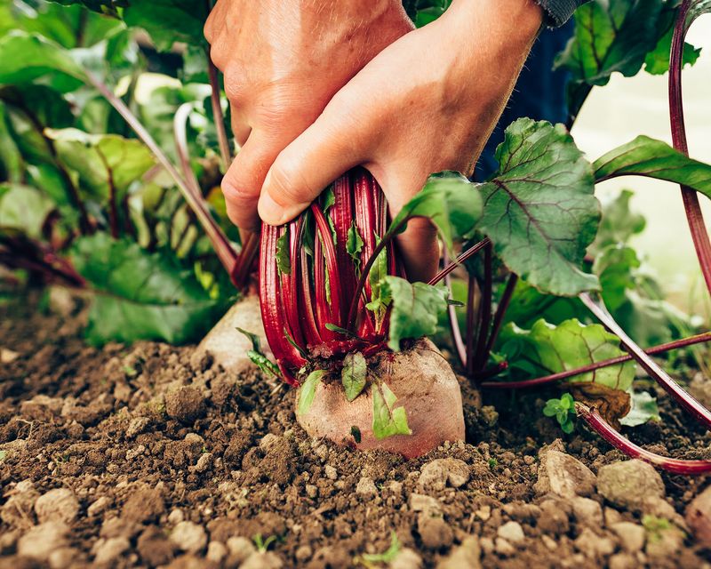 Protect germination from late-summer heat and drought