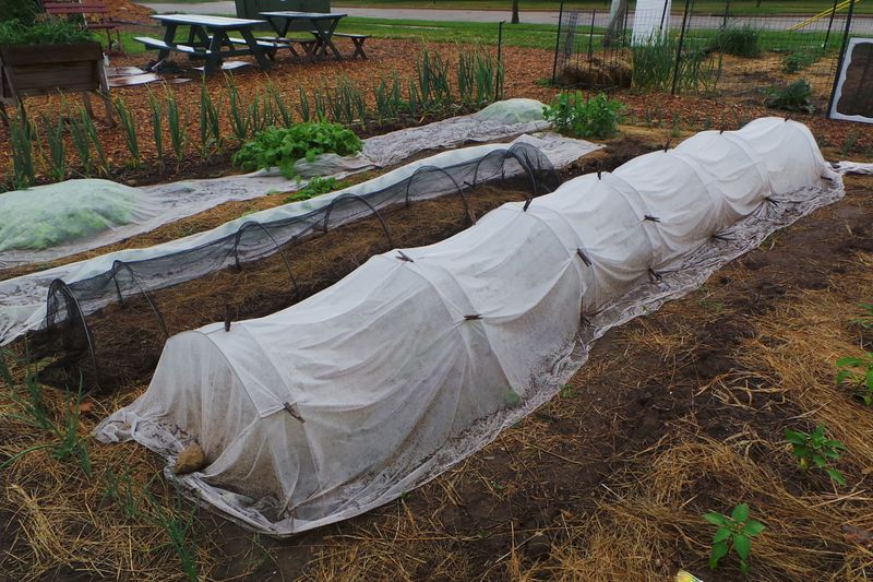 Protect healthy cucurbits with exclusion and cleanup