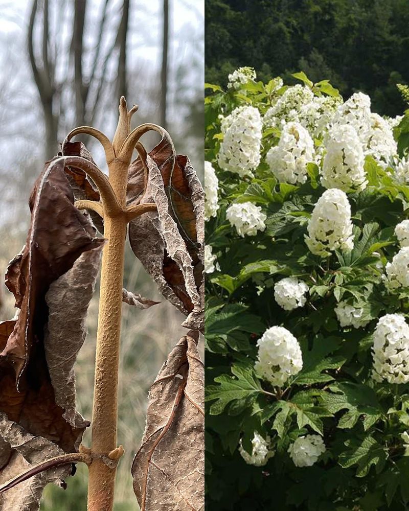 Protect healthy growth for the next bloom cycle