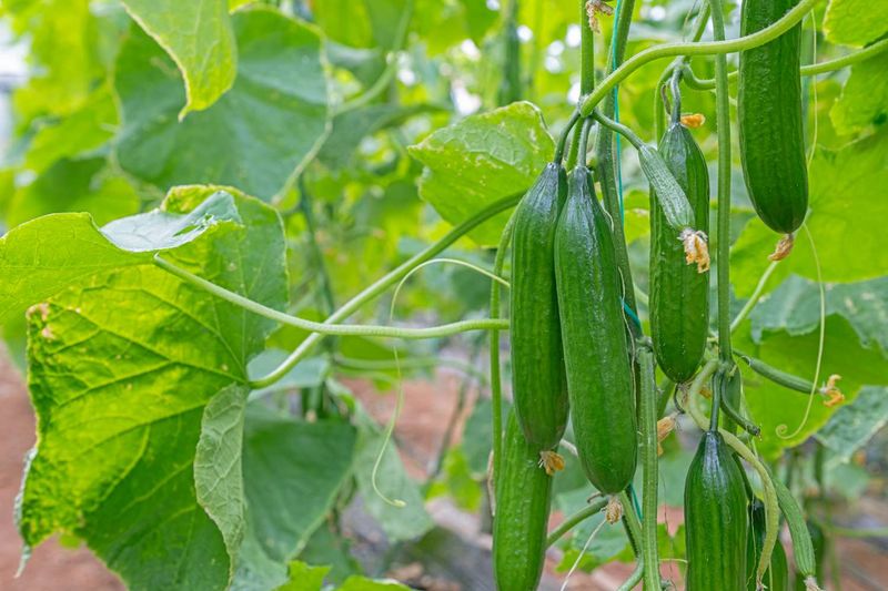 Protect healthy growth instead of chasing damaged leaves
