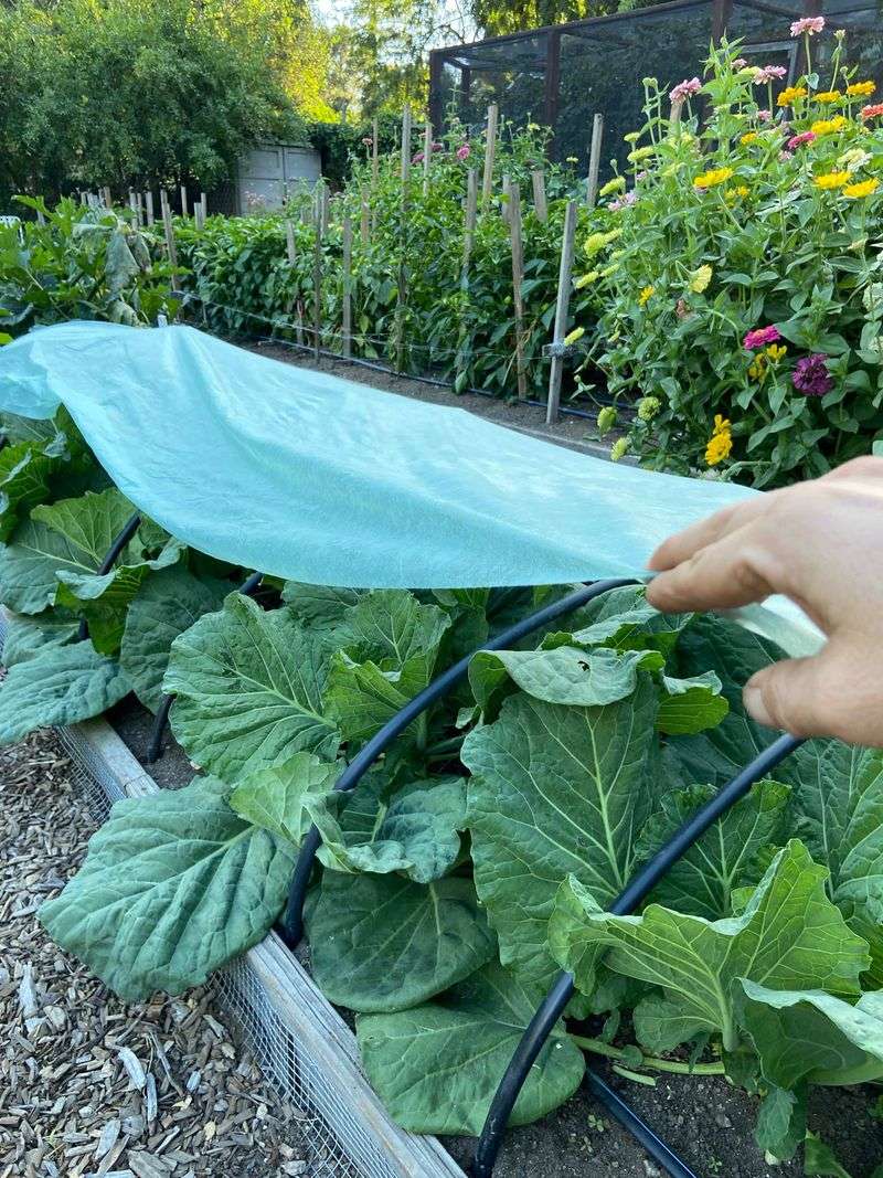 Protect healthy plants from cucumber beetles