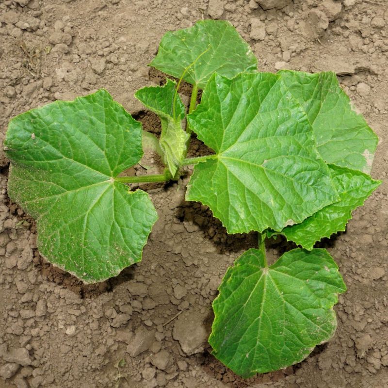 Protect healthy tissue and set realistic harvest expectations