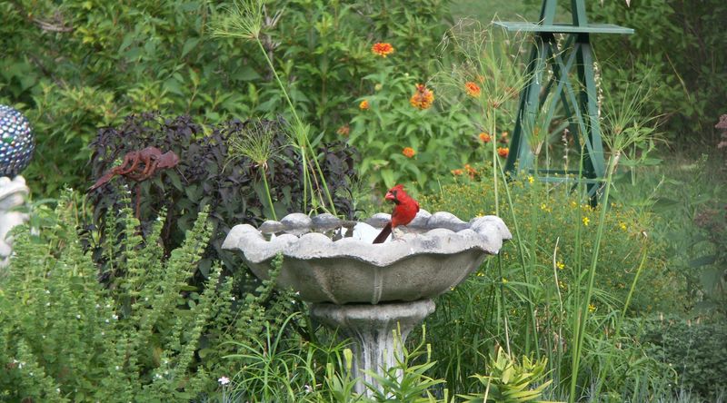 Protect insects and preserve natural food
