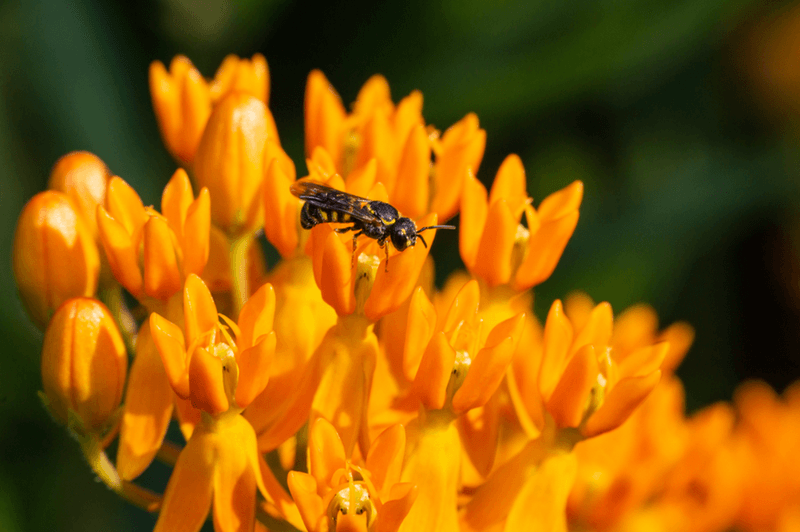 Protect insects by reducing pesticide exposure