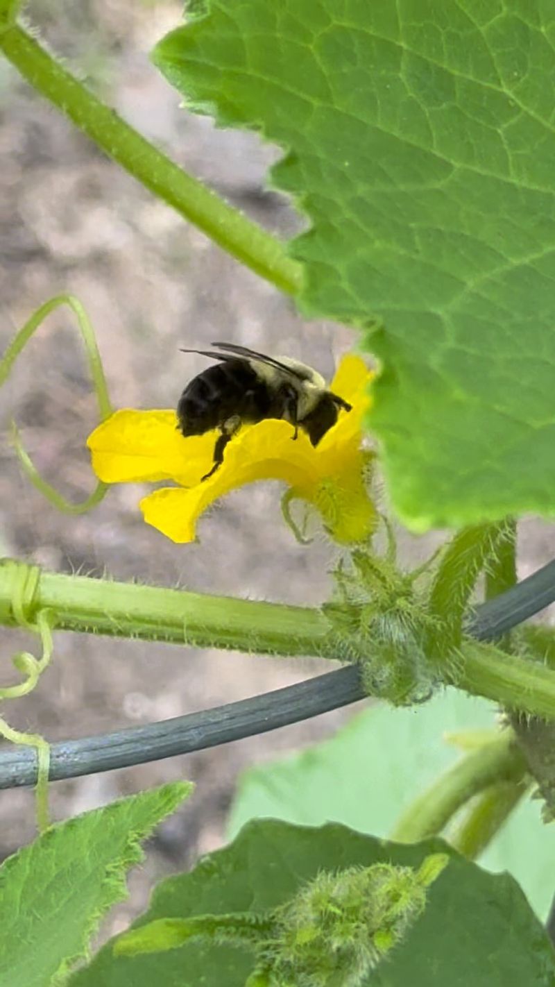 Protect insects during the flowering window