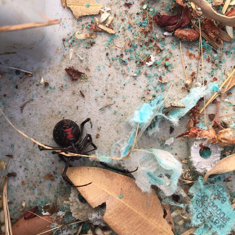 Protect lizards without ignoring spiders or pesticide impacts
