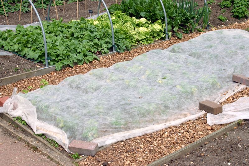 Protect nearby cucumbers from cucumber beetles