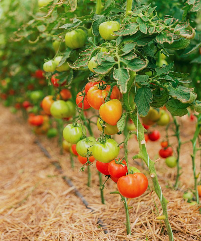 Protect nearly ripe fruit before heavy rain