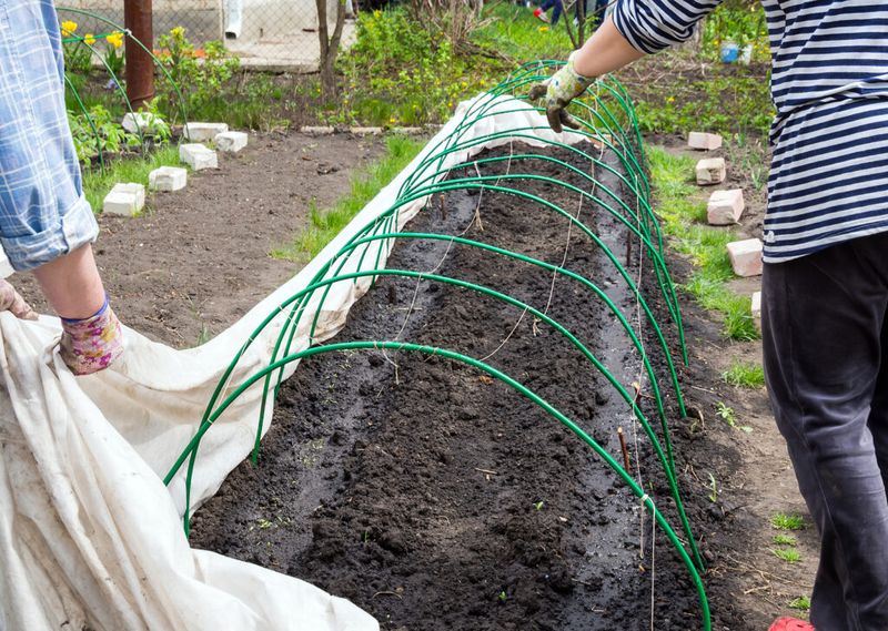 Protect new plantings before beetles arrive Protect new plantings before beetles arrive