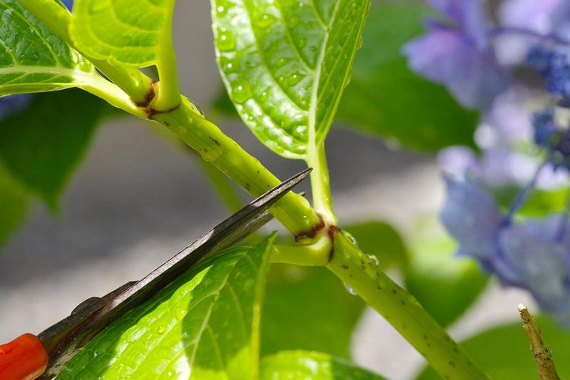 Protect next year’s flowers before you try to create more