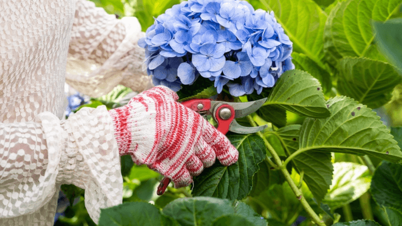 Protect next year’s flowers while taking cuttings