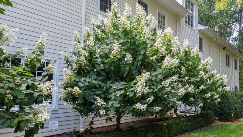 Protect old wood on bigleaf and oakleaf hydrangeas
