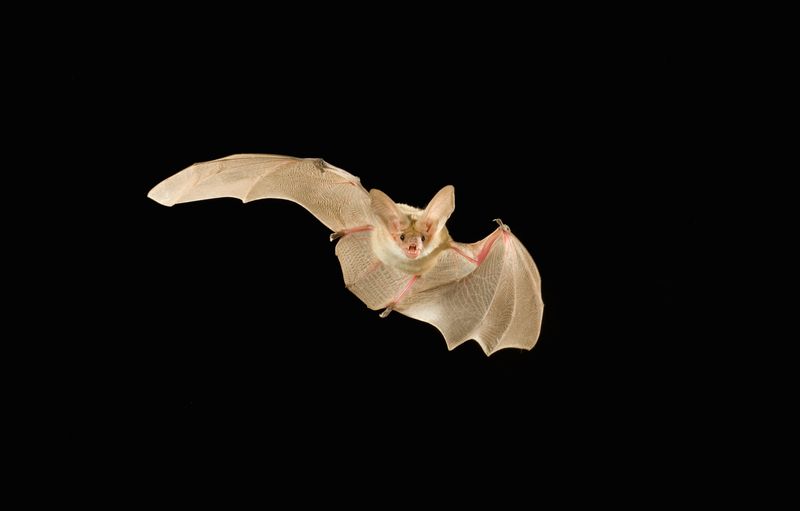 Protect people while supporting bats Protect people while supporting bats