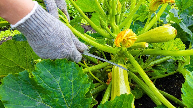 Protect pollinators and harvest developing squash promptly