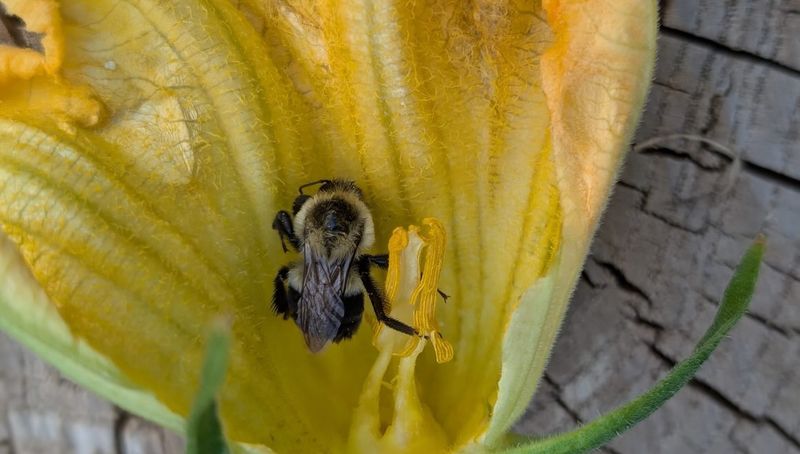 Protect pollinators during flowering