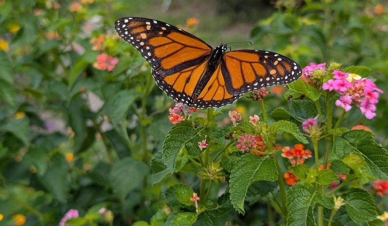 Protect pollinators, people, and pets around blooming plants