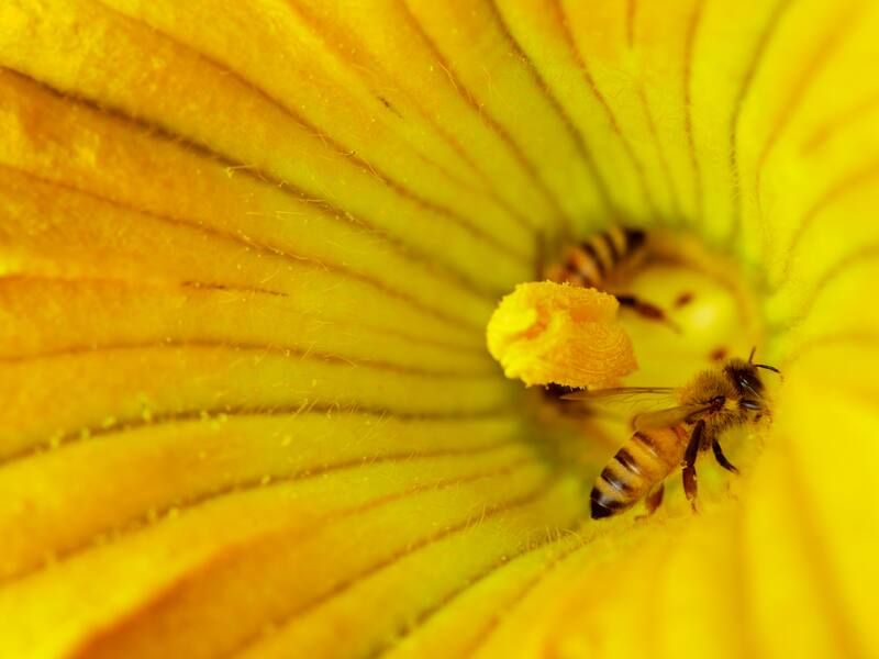 Protect pollinators while flowers are open Protect pollinators while flowers are open