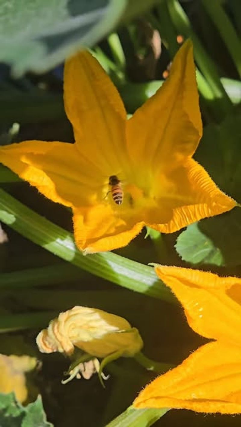 Protect pollinators while you troubleshoot Protect pollinators while you troubleshoot