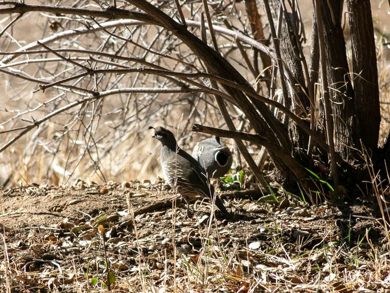 Protect potential ground-nesting areas