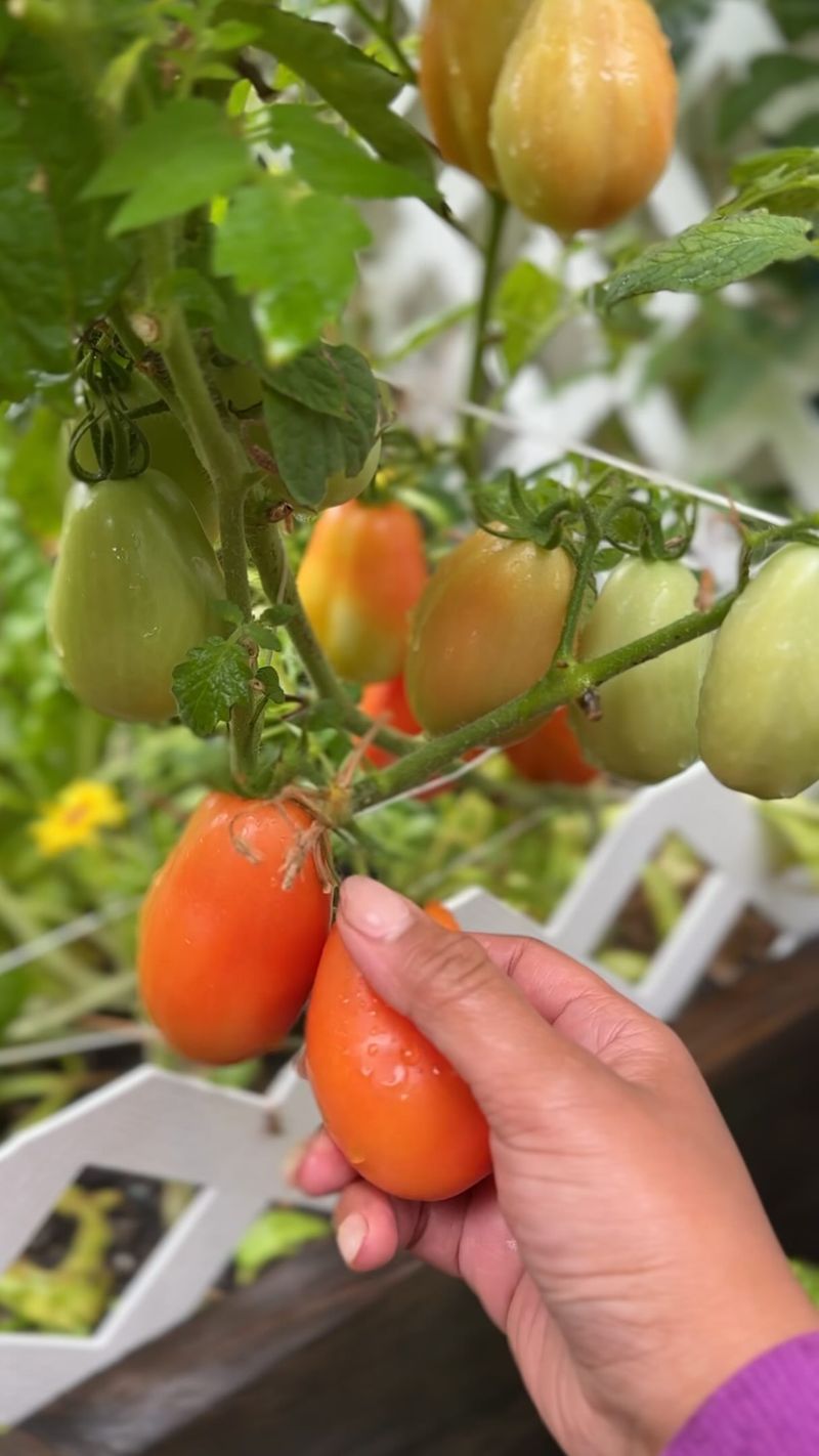 Protect ripening tomatoes while conditions improve