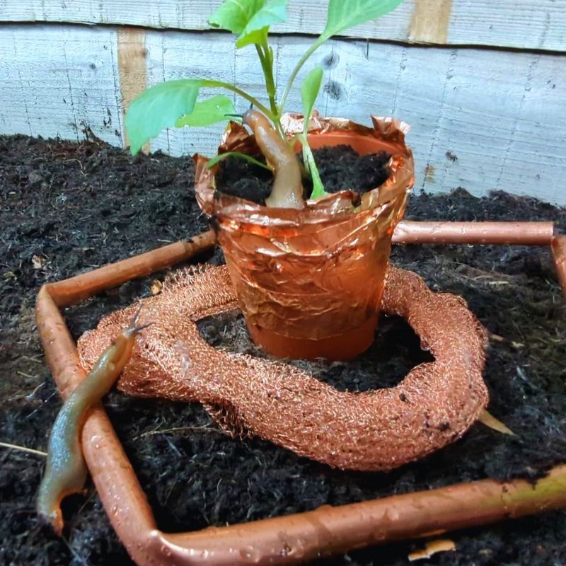 Protect seedlings with integrated snail and slug management Protect seedlings with integrated snail and slug management