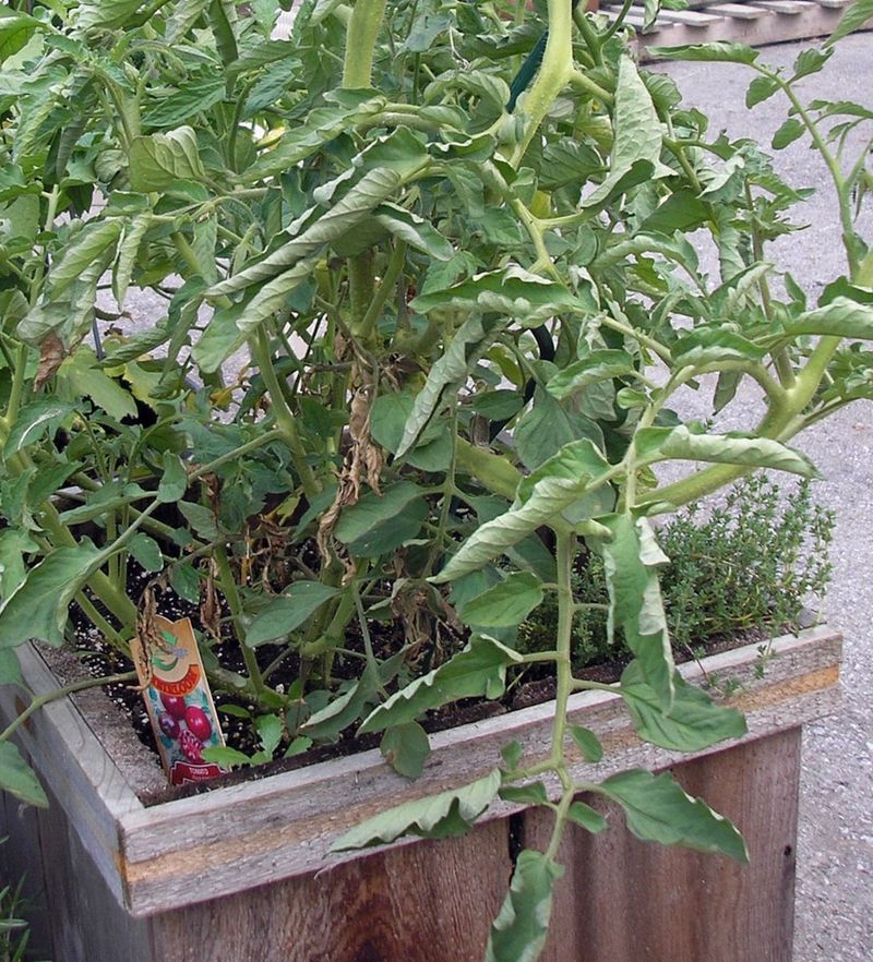 Protect the Canopy Instead of Cutting It Away