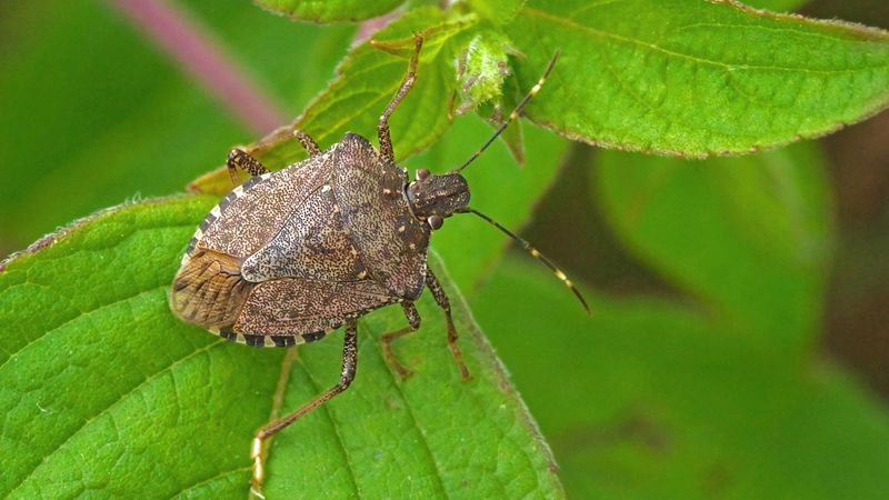 Protect the Garden Without Erasing Beneficial Insects
