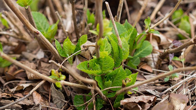 Protect the Stems You Still Have